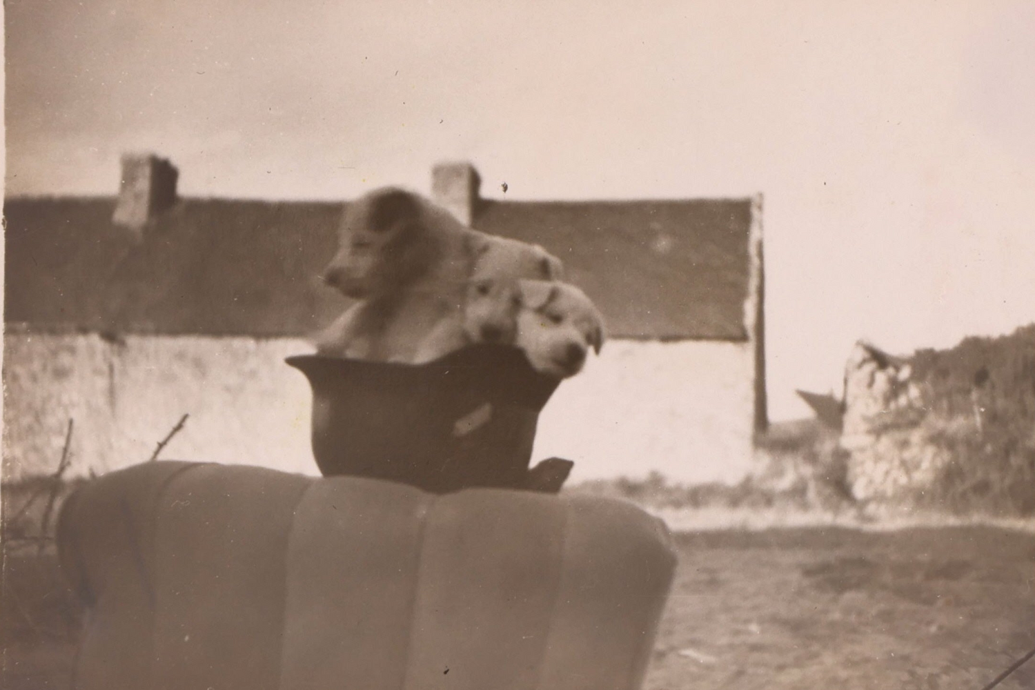 WWII German Photograph of Three Puppies in M35 Luftwaffe Double Decal Helmet